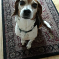 Jack