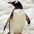 JackThePenguin