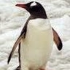 JackThePenguin