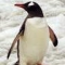 JackThePenguin