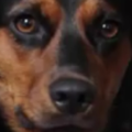 jacob_glomp