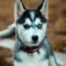 jamie_foster_1_mypisd_net
