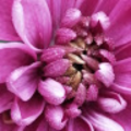 janiriihimaki3_gmail_com