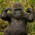 DJ Bongo