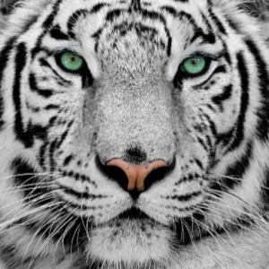 Jaysavage21