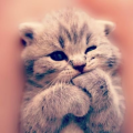 JD30811_YAS