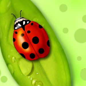 jitterbug