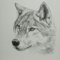JoshtheDJwolf