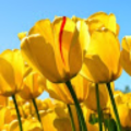 juliennegwiza_gmail_com