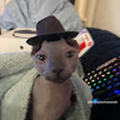 kakadoo
