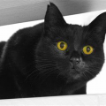 katt_lurken23