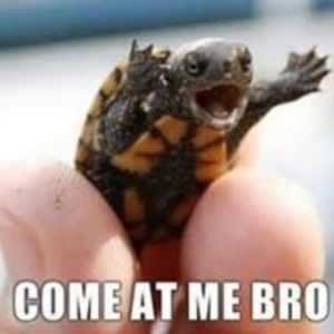 KingTurtle