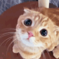 kion
