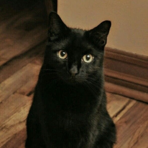 KitGundy