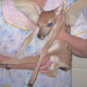 KiTKO