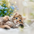 KittenLove