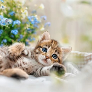 KittenLove