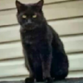kitty_cat