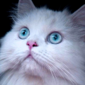 KittyCountry