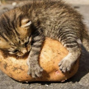 KittyKate7