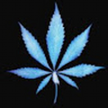kledi_voshtina_gmail_com
