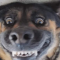 koa_luce_