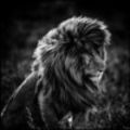 kobe_ardoin