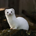 Laksuis