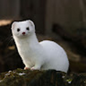 Laksuis
