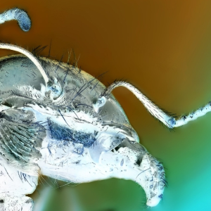 Lasius