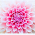 lcyoung1_cps_edu