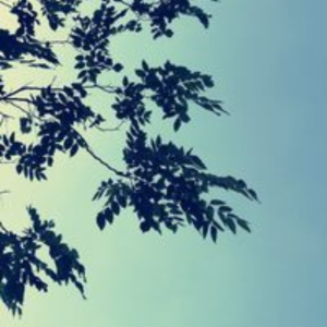 leafrain