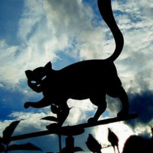 Chat Noir