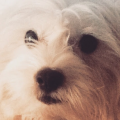 LeeBee