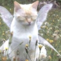 leona_cieslarov