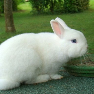 levage_d_animaux_du_35