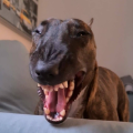 levsa4