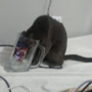 sadlilys