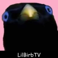 LilBirbTV
