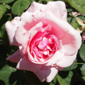 Lily15