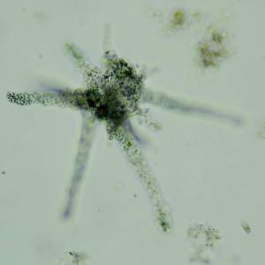 littleamoeba