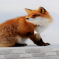 littlefoxnerfwar_gmail_com