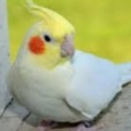 Lokebird055