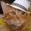 lotto_ninninny