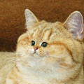 lubomirrek