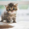 luca_riker_icsd_k12_ny_us