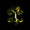Lutra Tramus