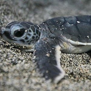 macturtle28