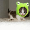 Star Kitty