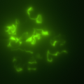 Major_Flux ΦΚβ